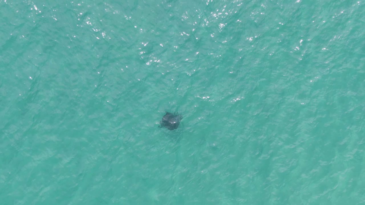 At Puerto Los Cabos Beach, a dark manta ray shape appears beneath clear turquoise water near the left side of the frame, with no visible people.