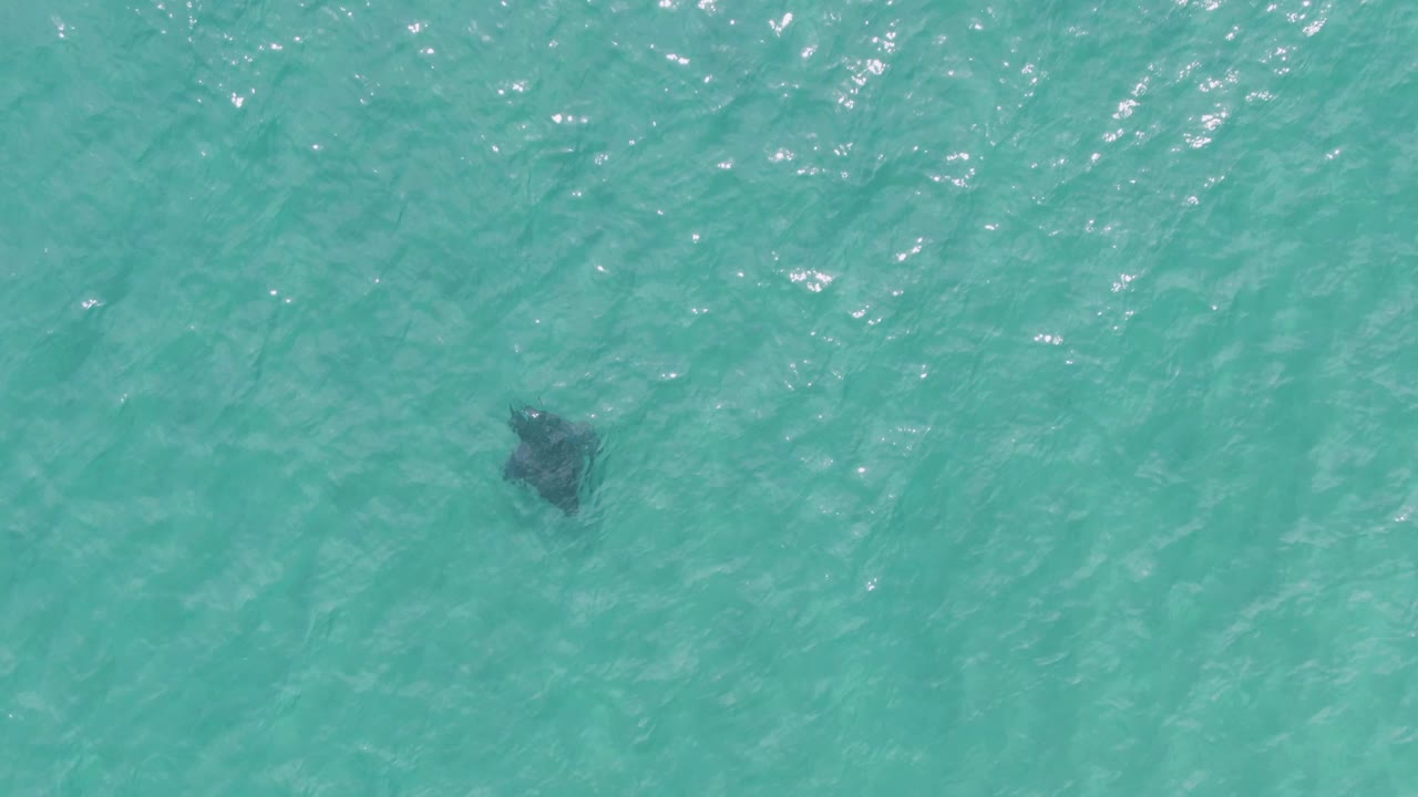 At Puerto Los Cabos Beach, the manta ray is more centered in the overhead view, visible as a dark shape below the rippled turquoise surface with no visible people.