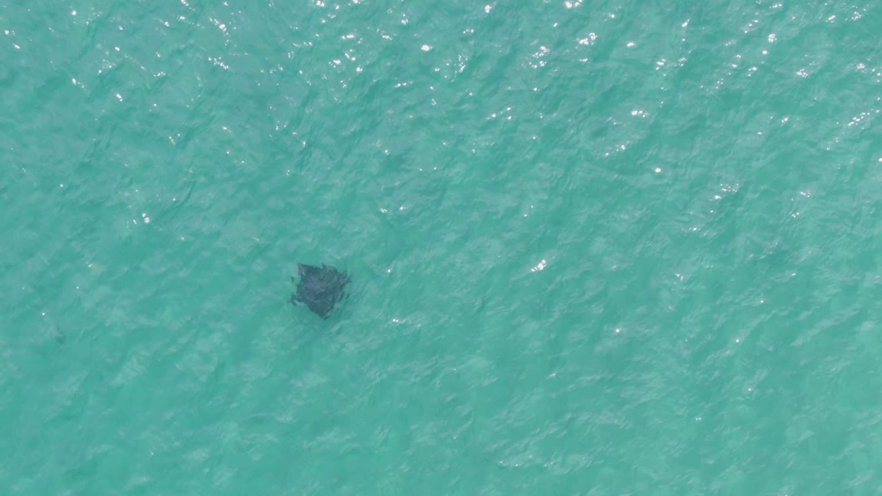 At Puerto Los Cabos Beach, the ray sits toward the right side of the aerial frame beneath bright turquoise water and small white surface highlights, with no visible people.
