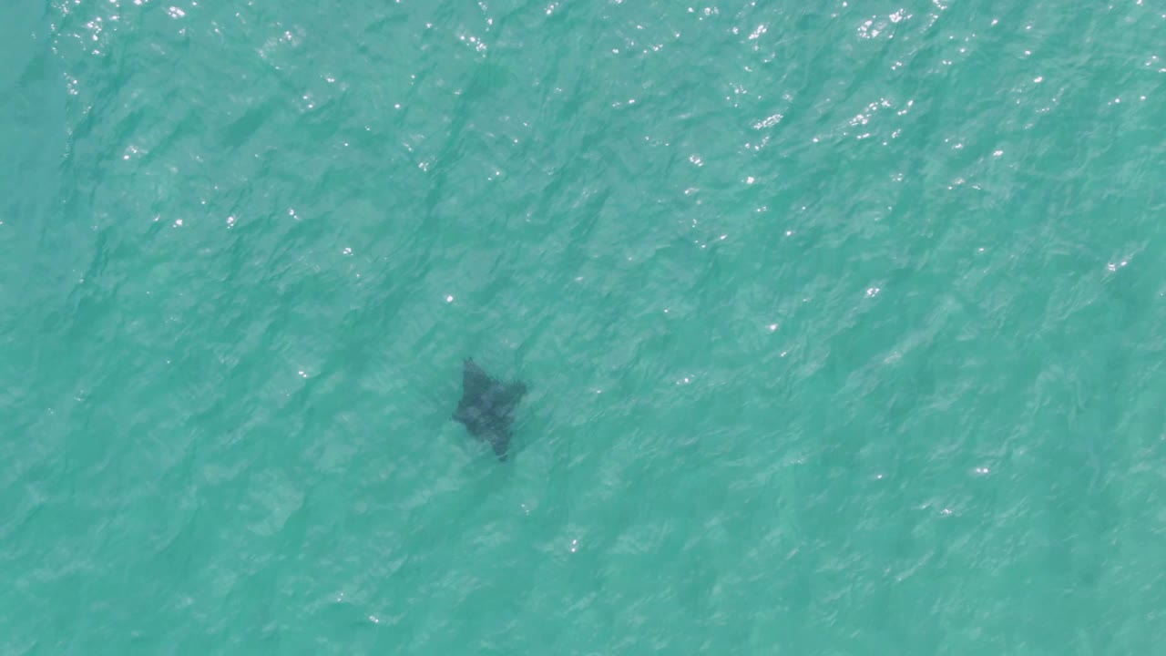 Manta ray in shallow turquoise ocean