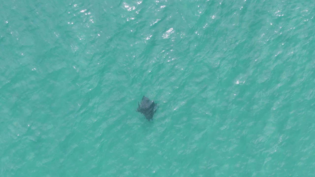 At Puerto Los Cabos Beach, a dark stingray appears under clear turquoise water near the left side of the overhead frame, with no visible people.