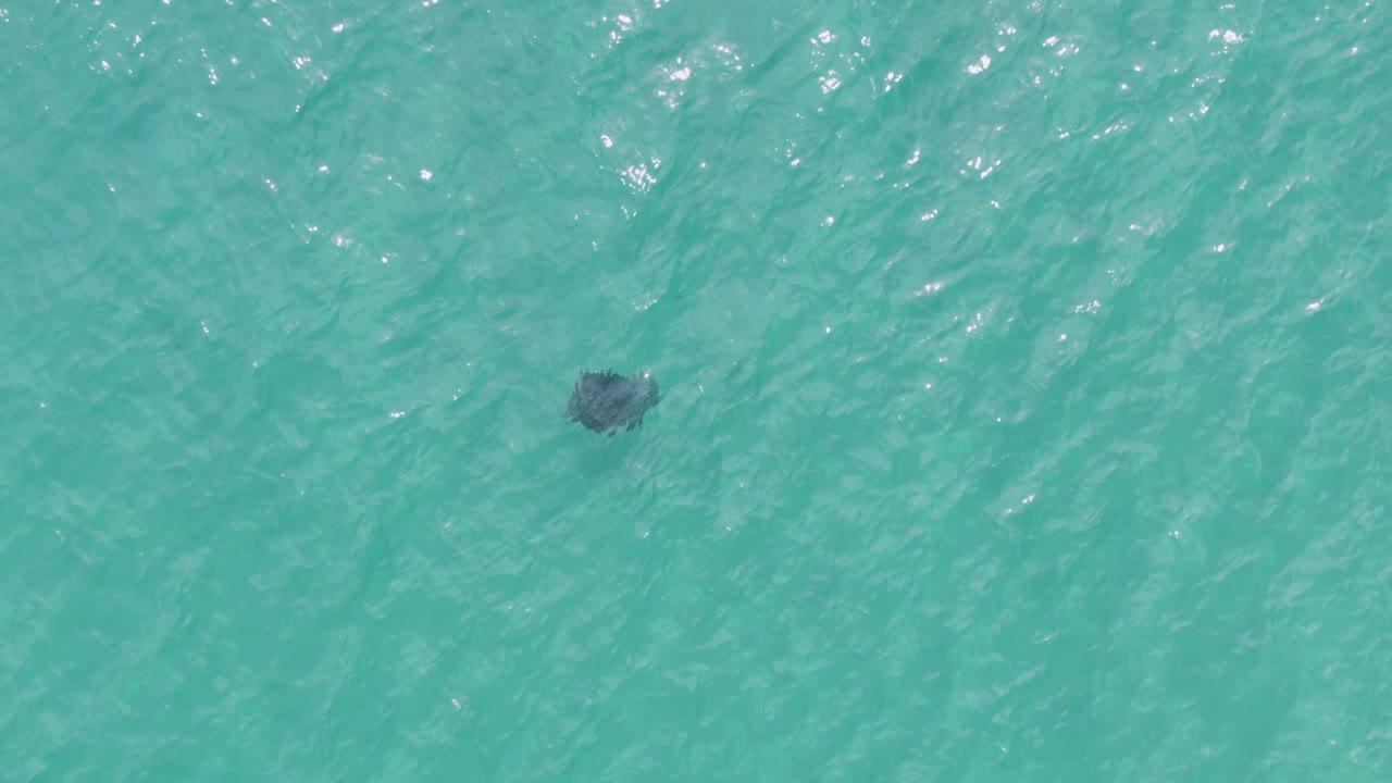 At Puerto Los Cabos Beach, the stingray sits closer to the middle of the overhead view beneath rippled turquoise water, with no visible people.
