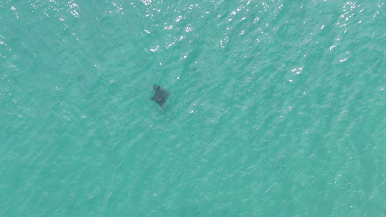 At Puerto Los Cabos Beach, a dark stingray is visible toward the right side of the frame below clear turquoise surface ripples, with no visible people.