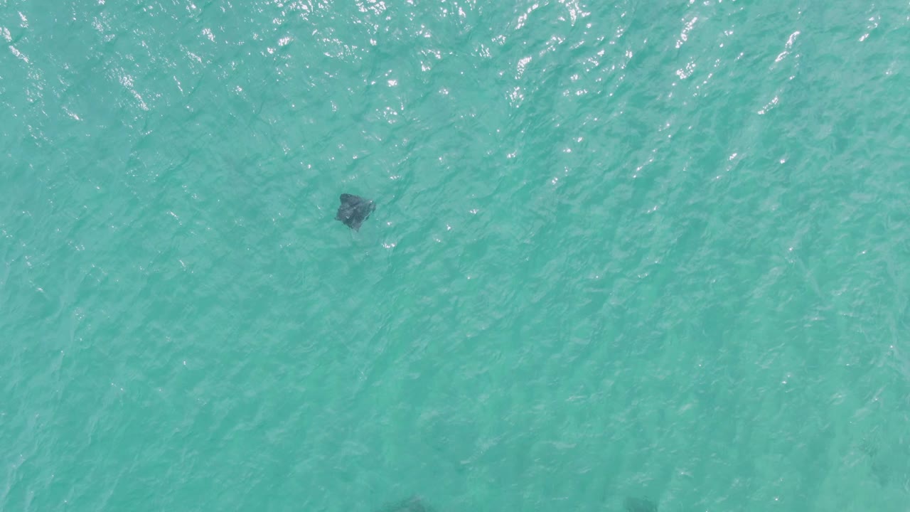 Small dark stingray under turquoise water near the left edge.