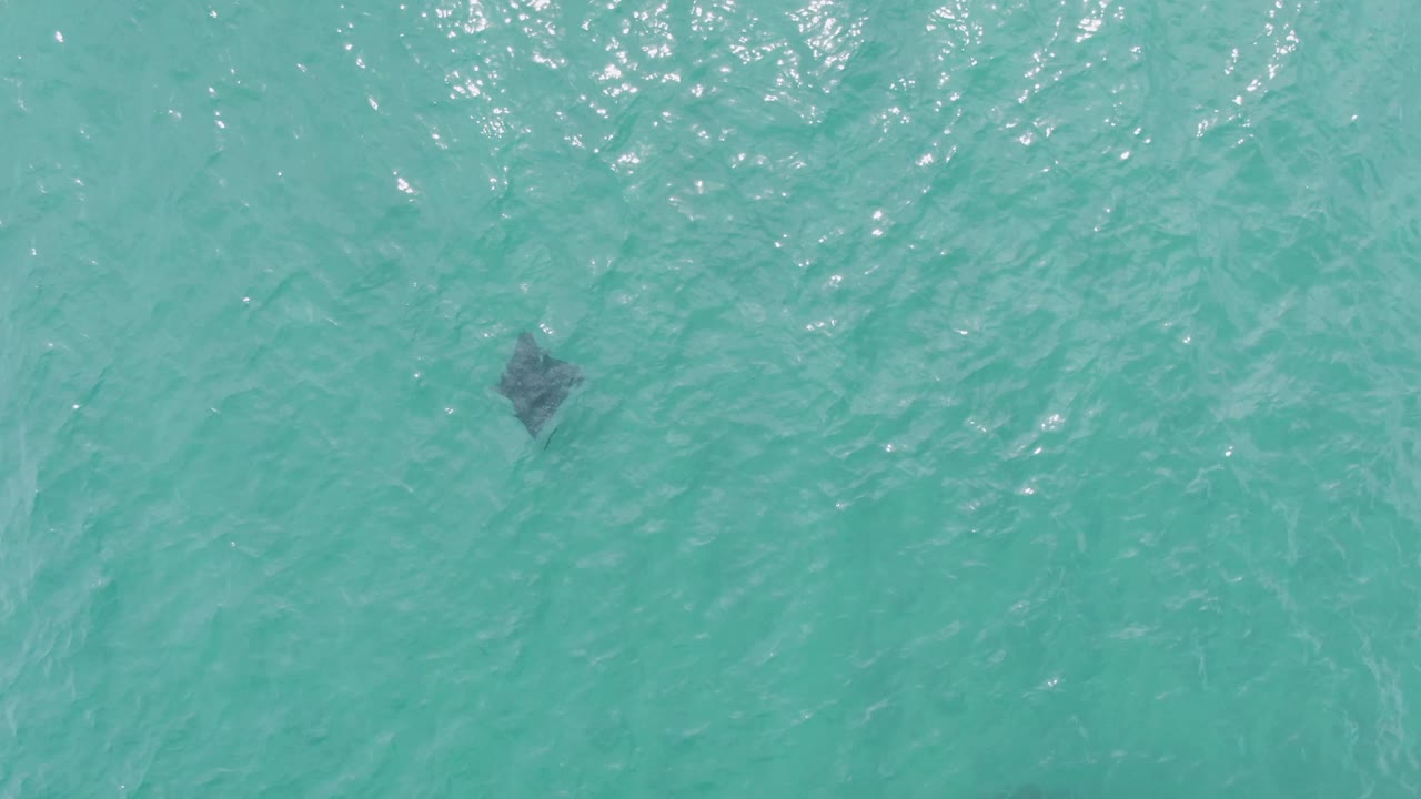 At 0:00, a dark manta ray is visible under turquoise ocean water at Puerto Los Cabos Beach, with bright surface ripples and no visible people.