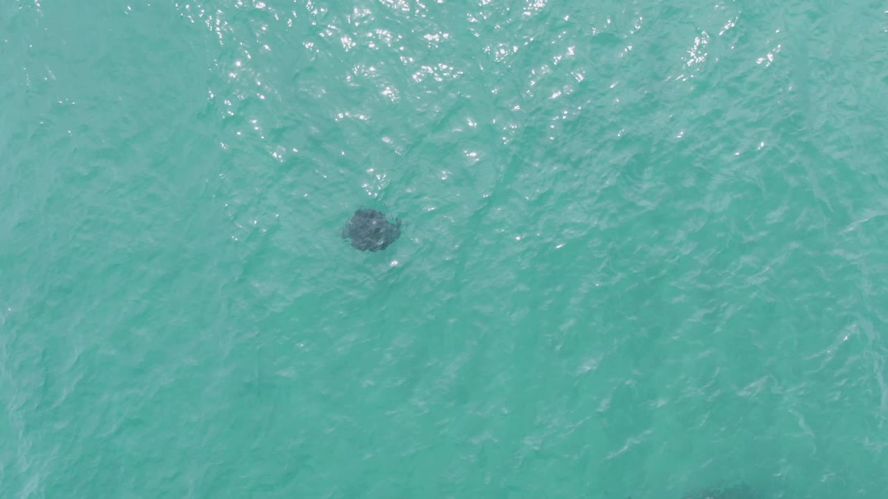 Manta ray shape centered under clear water.