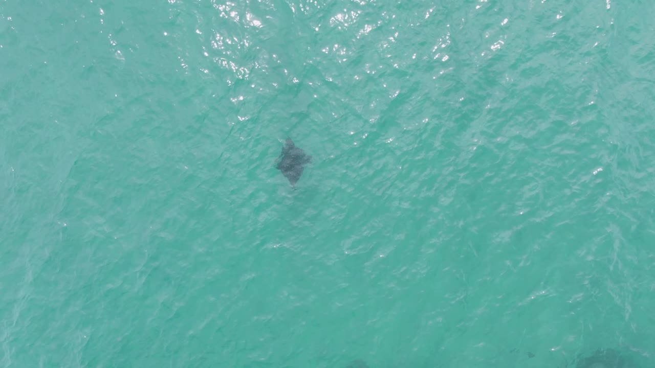 At 0:02, the manta ray sits near the upper right of the overhead view, dark against the clear turquoise water at Puerto Los Cabos Beach, with no visible people.