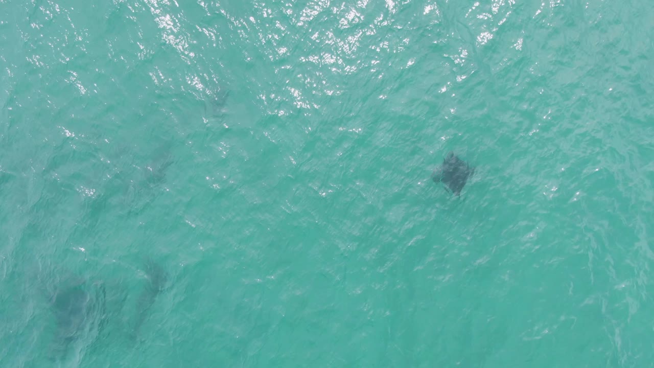 Overhead view of turquoise water at Puerto Los Cabos Beach with several dark marine animals faintly visible beneath rippled surface light and no visible people.