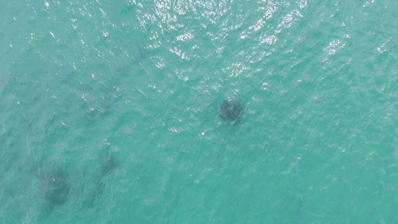 Overhead Puerto Los Cabos Beach water view with multiple dark marine animal forms under pale turquoise ripples, no shoreline or people visible.