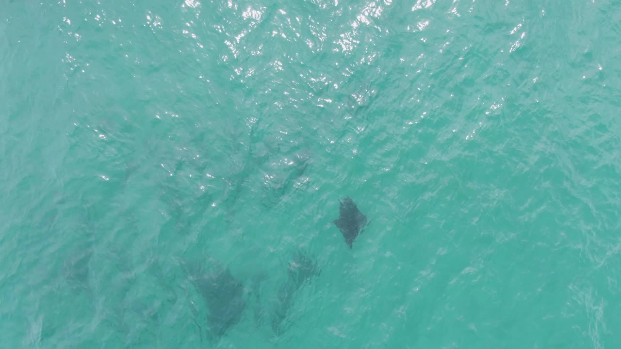 Two dark stingray shapes under rippled turquoise water.