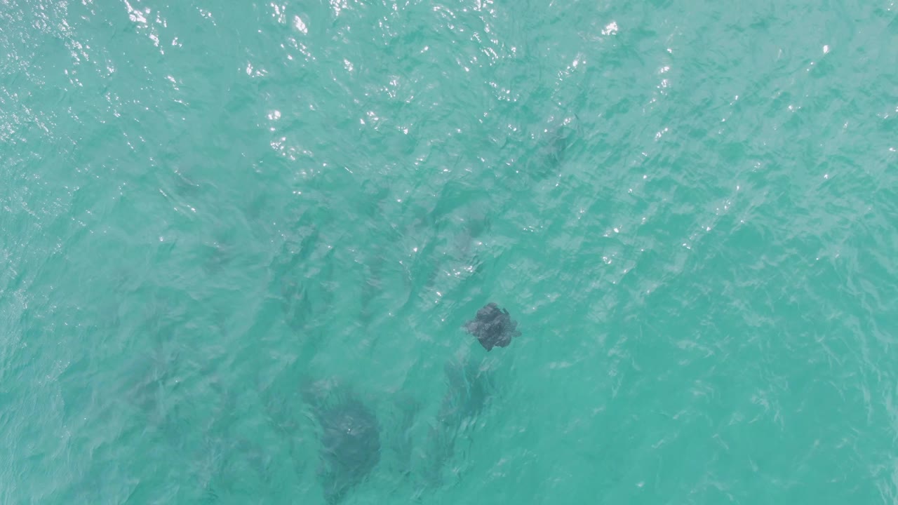 A single dark stingray shape sits near the upper left of the Puerto Los Cabos Beach frame under rippled turquoise water, with no visible people.