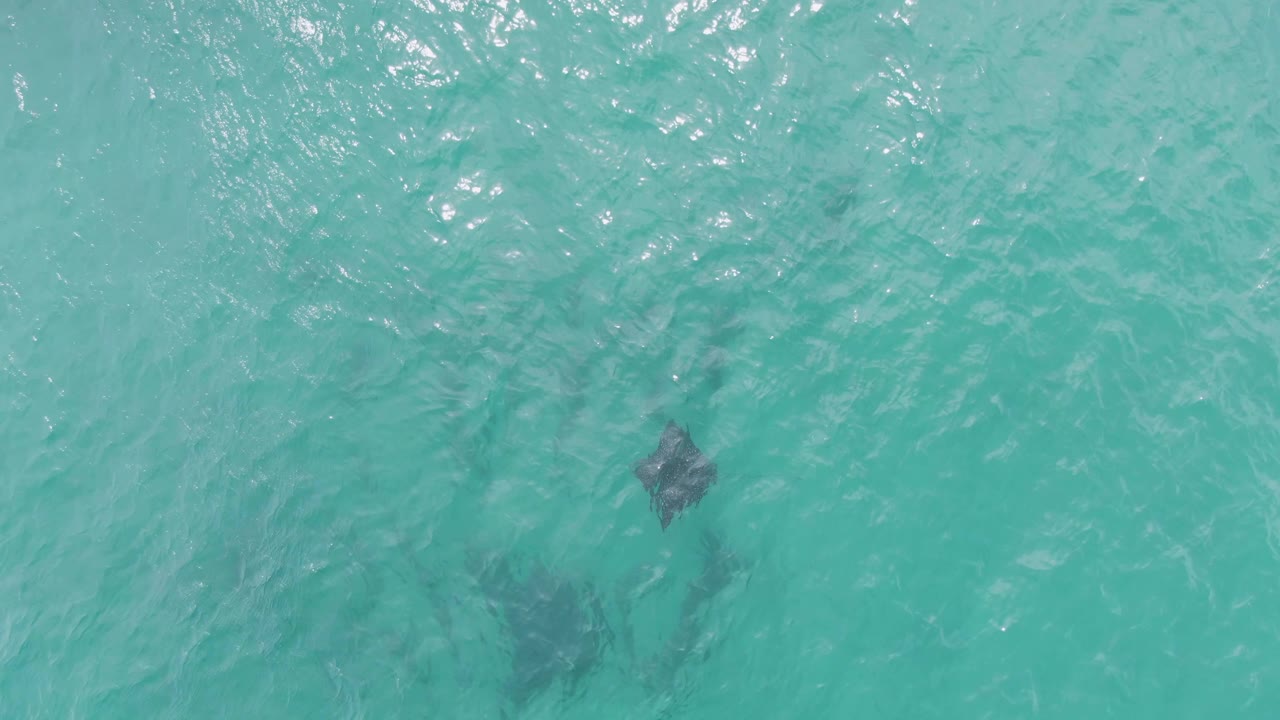Multiple faint dark stingray shapes appear beneath the shimmering turquoise surface at Puerto Los Cabos Beach, with no visible people or shoreline.