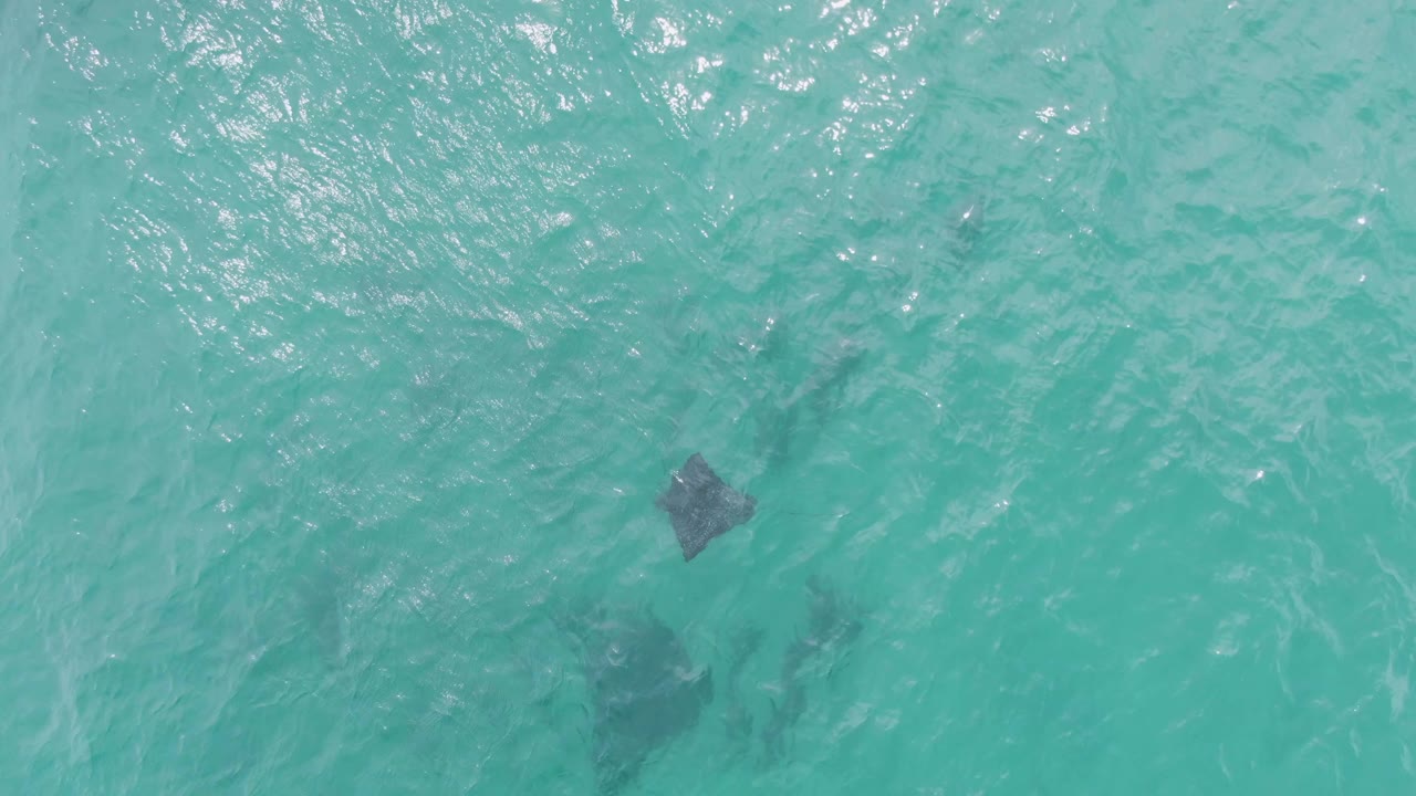 Two dark stingray shapes are visible near the lower part of the Puerto Los Cabos Beach overhead frame, surrounded by pale turquoise ripples and no visible people.
