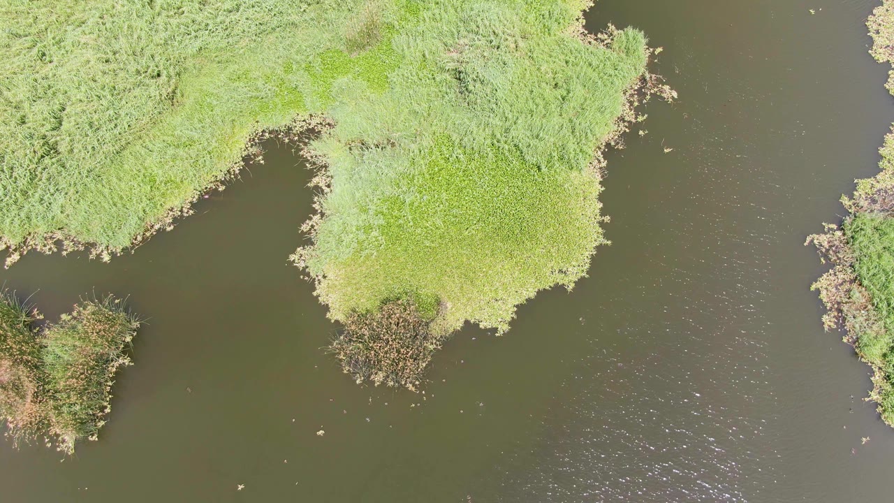 Overhead view at Puerto Los Cabos Beach showing dense green riverbank vegetation around dark rippled water, with no visible people.