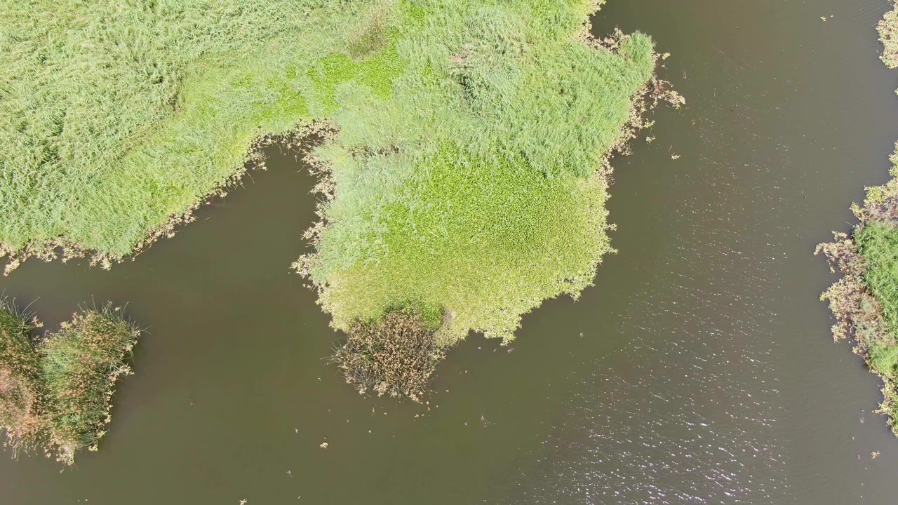 Overhead Puerto Los Cabos Beach frame with bright green bank vegetation at the top and right, darker open water below, and no visible people.