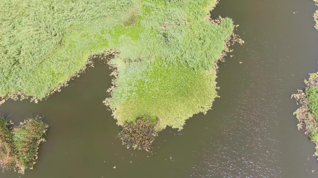 Dark river water with green vegetation along the bank