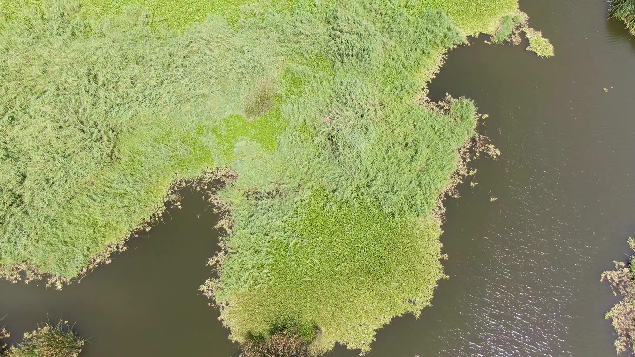 Top-down aerial frame from Puerto Los Cabos Beach, Baja California Sur, showing dense green riverbank vegetation wrapping around dark water with no visible people.