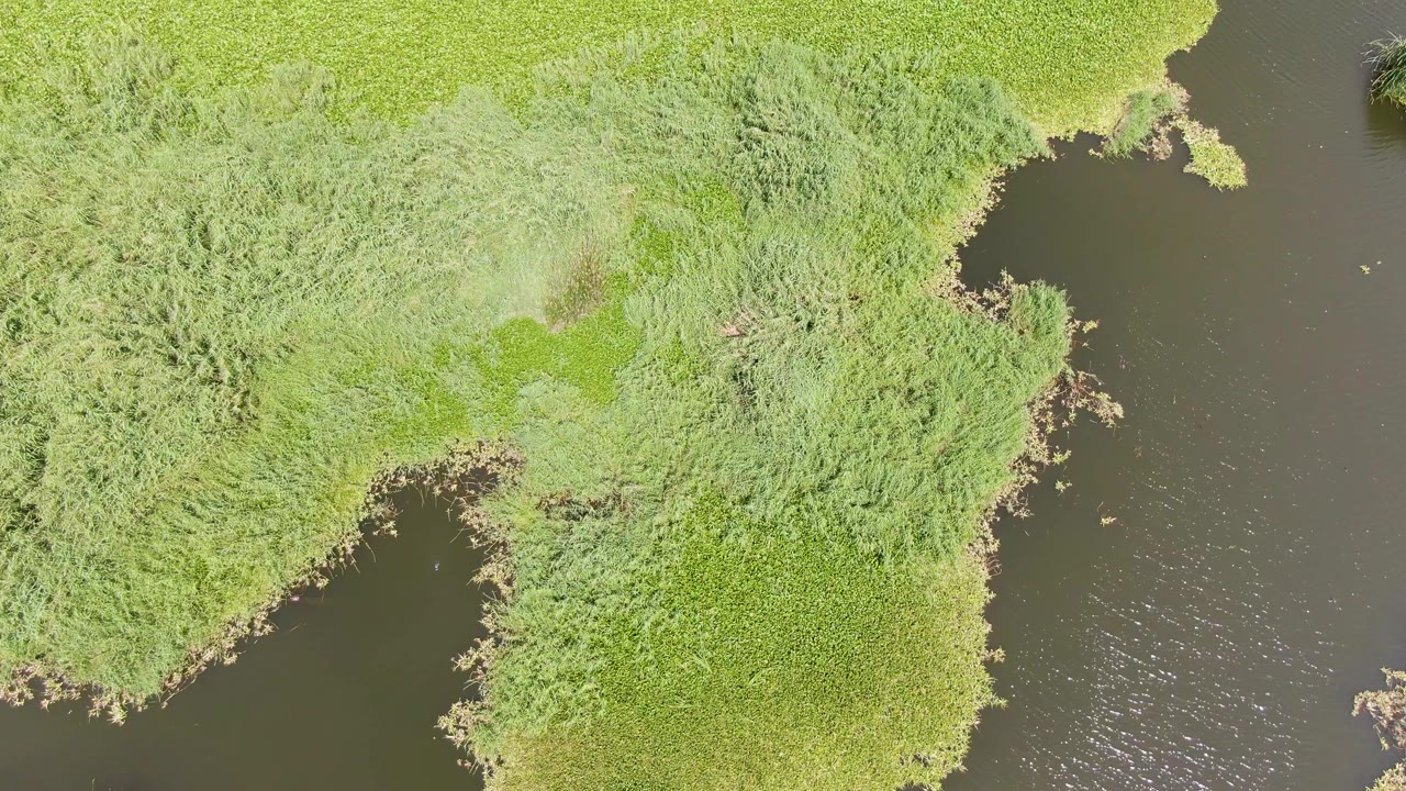 Aerial view at Puerto Los Cabos Beach with a narrow dark water channel cutting beside bright green reeds and grass, with no visible people or structures.