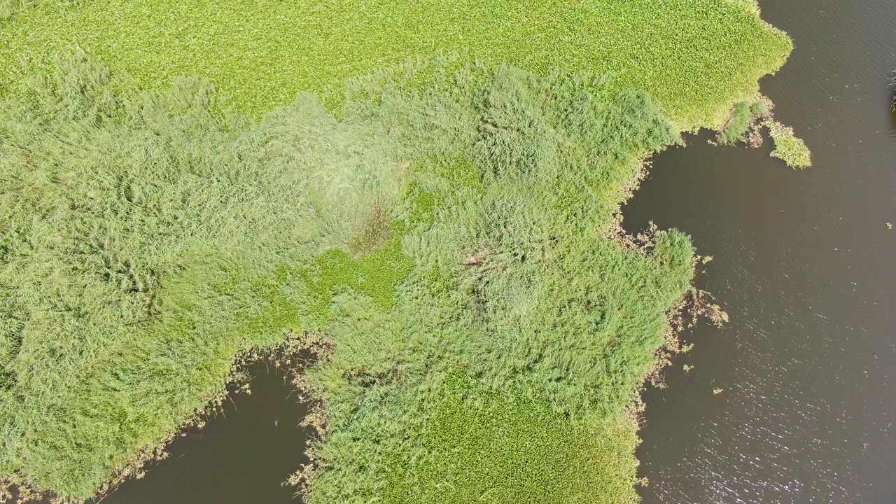Drone-style overhead frame from Puerto Los Cabos Beach showing a broad patch of green reeds and shrubs with dark river water along the left and right edges, no visible people.
