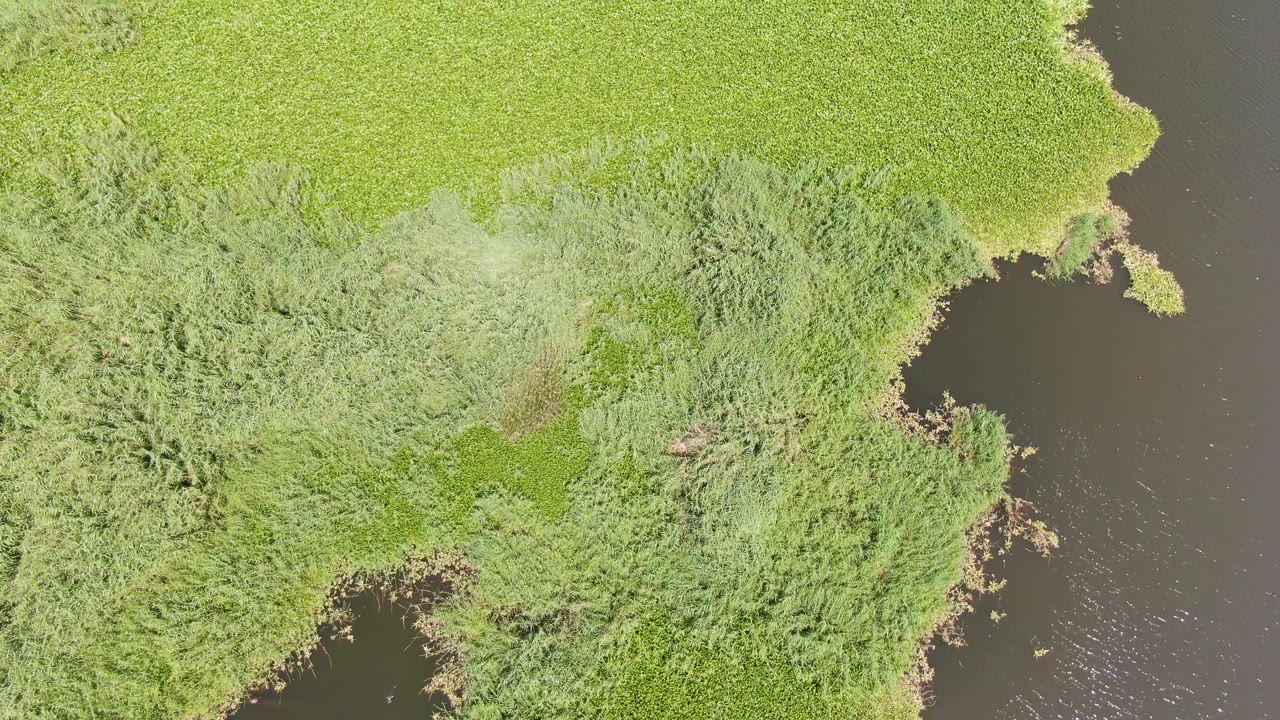 Top-down riverbank with bright grass, reeds, and dark water.