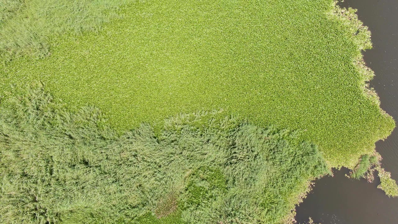 Overhead frame from Puerto Los Cabos Beach shows a broad green field, brushy vegetation across the lower half, dark water on the right, and no visible people.