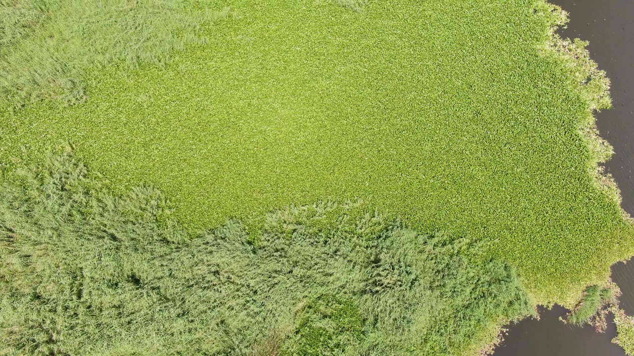Overhead frame from Puerto Los Cabos Beach shows the green field canopy extending across the top and center, reed-like vegetation below it, dark water at right, and no visible people.
