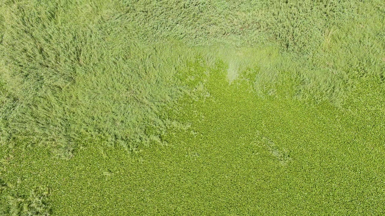 Overhead frame of green crops and pale taller weeds in Puerto Los Cabos Beach, Baja California Sur, with no visible people.