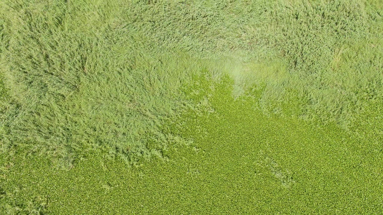 Green field vegetation seen from directly above