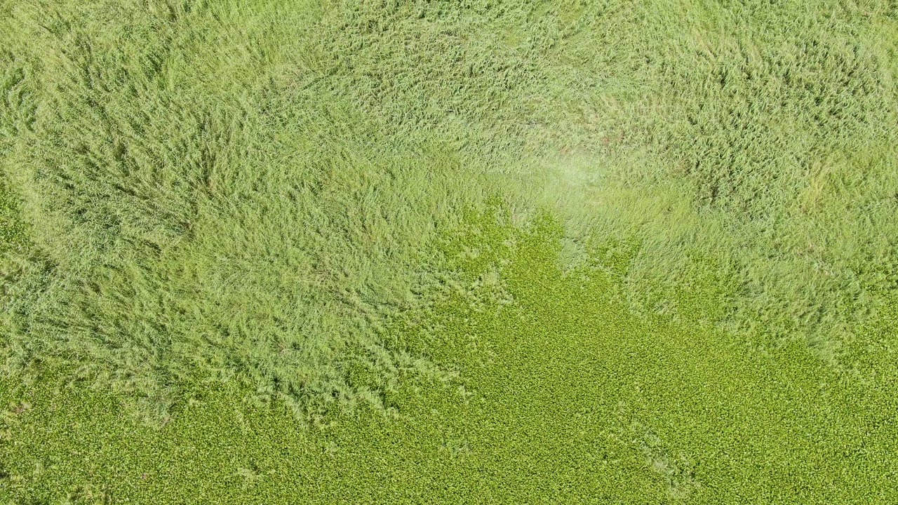 Aerial overhead frame of green crops and pale wind-shaped weeds near Puerto Los Cabos Beach, Baja California Sur, with no visible people or structures.