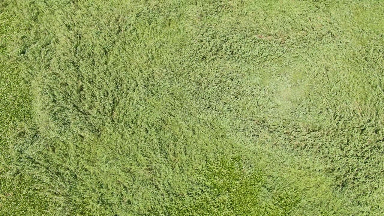 Top-down view of dense green grass at Puerto Los Cabos Beach, Baja California Sur, with a darker vertical band of wind-swept blades and no visible people.