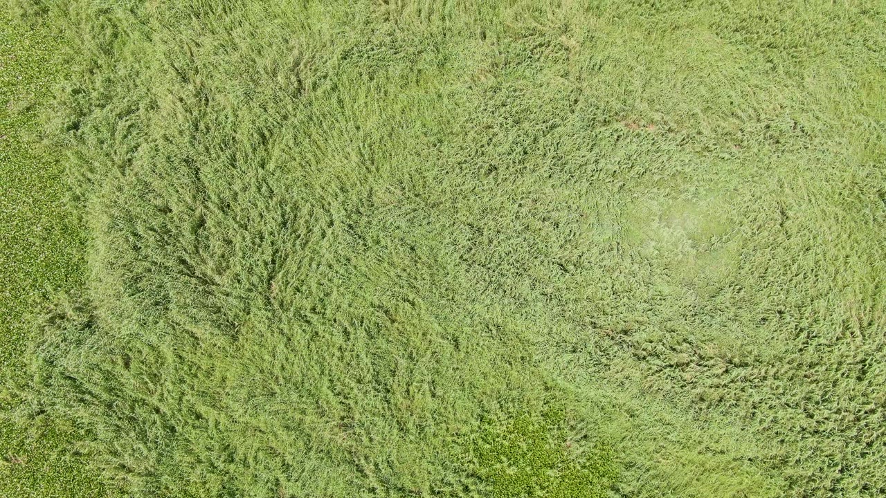 Aerial view of the Puerto Los Cabos Beach grass field with a pale flattened area near the center and dense green vegetation around it, with no visible people.