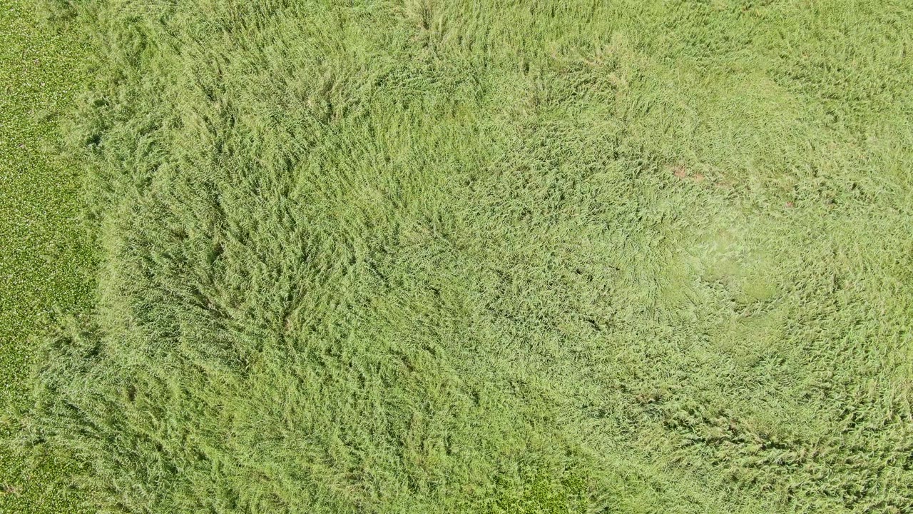 Overhead frame of green vegetation at Puerto Los Cabos Beach, showing darker diagonal grass texture across the field and no visible people.