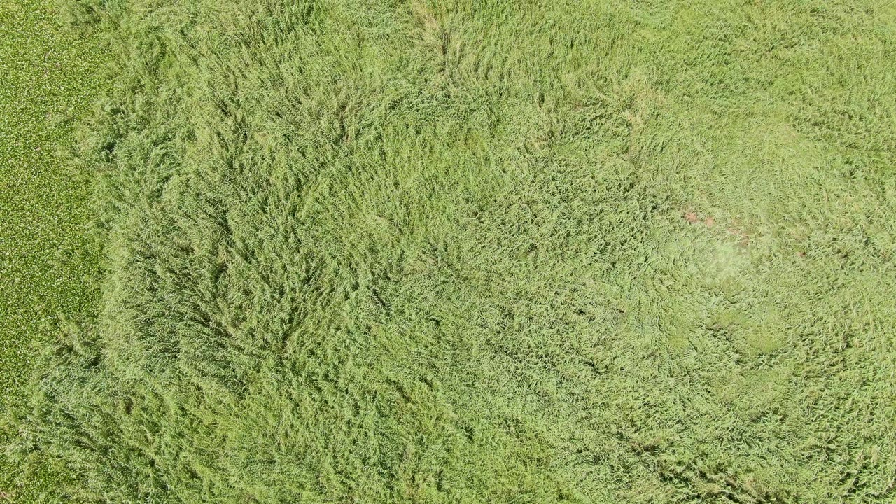 Green field from above with a broad lighter grassy area