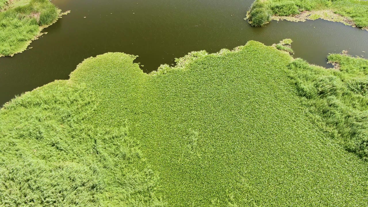 Aerial frame from Puerto Los Cabos Beach with a broad mat of green aquatic vegetation below a dark open water channel and grassy banks, with no visible people.