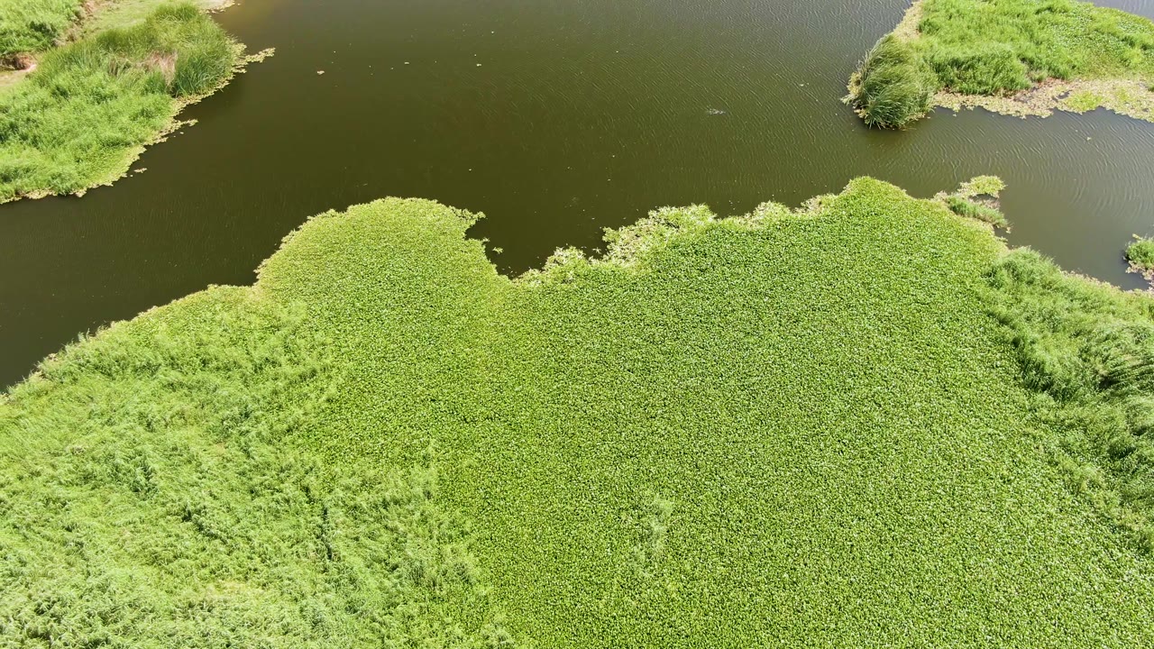 Overhead view of green aquatic vegetation beside dark calm water
