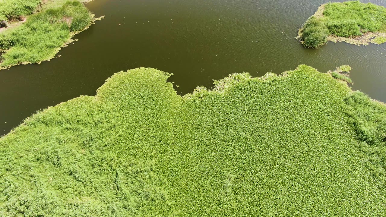 At Puerto Los Cabos Beach, Baja California Sur, a broad mat of green aquatic plants curves below a dark water channel with small vegetated landforms near the top and no visible people.