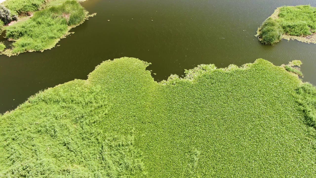 Over Puerto Los Cabos Beach, Baja California Sur, dense bright green vegetation borders calm dark water while small grassy islands sit near the upper frame, with no visible people.