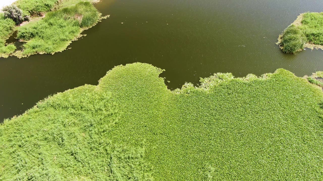 At Puerto Los Cabos Beach, Baja California Sur, the aerial view shows bright green aquatic plants across the lower frame, a dark water band through the middle, low grassy shore at the top, and no visible people.
