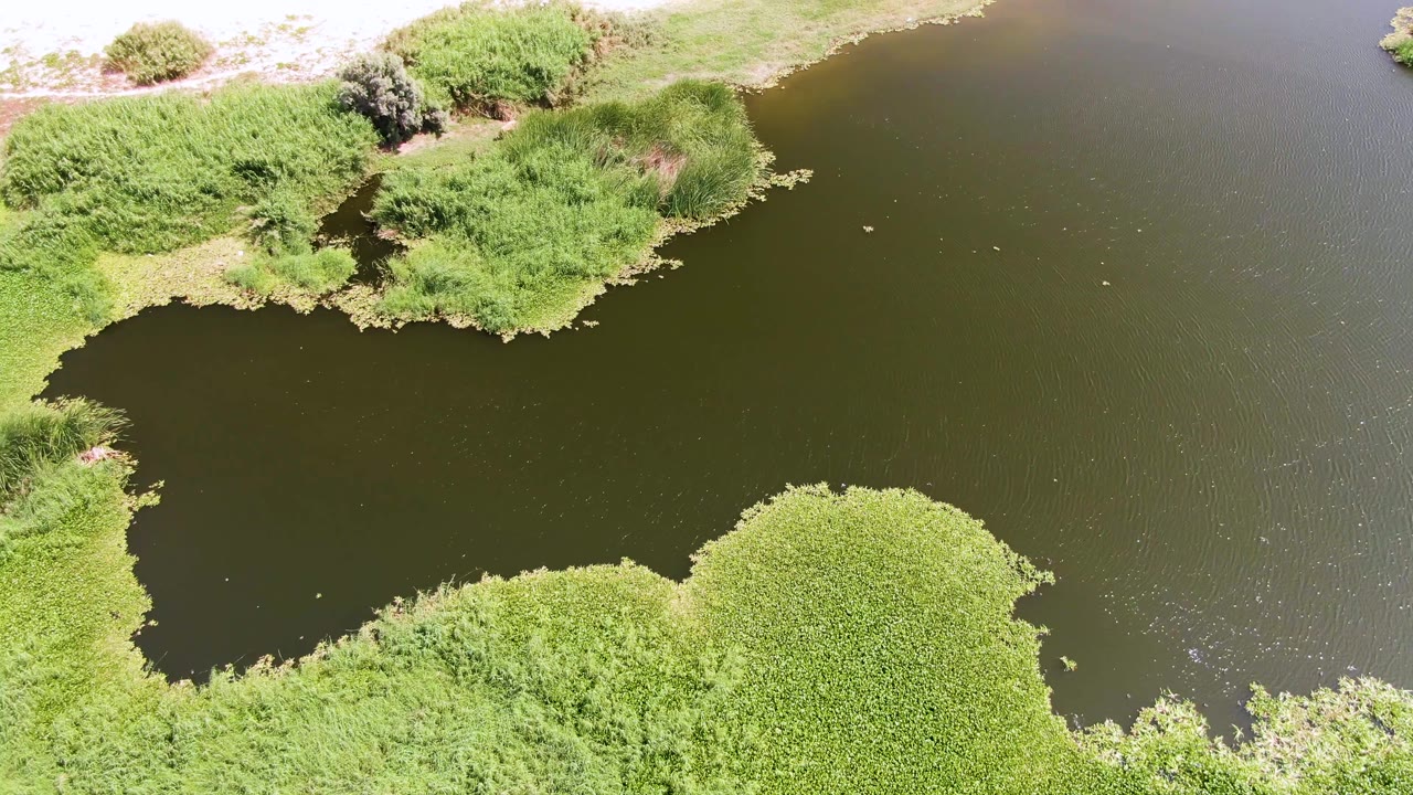 Aerial frame at Puerto Los Cabos Beach with a rounded mass of bright green vegetation in the lower edge and dark pond water beside dense reeds, with no visible people.