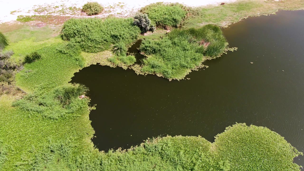 Overhead Puerto Los Cabos Beach frame with a curved dark water edge, bright vegetation mats, taller reeds, and pale dry ground near the top, with no visible people.