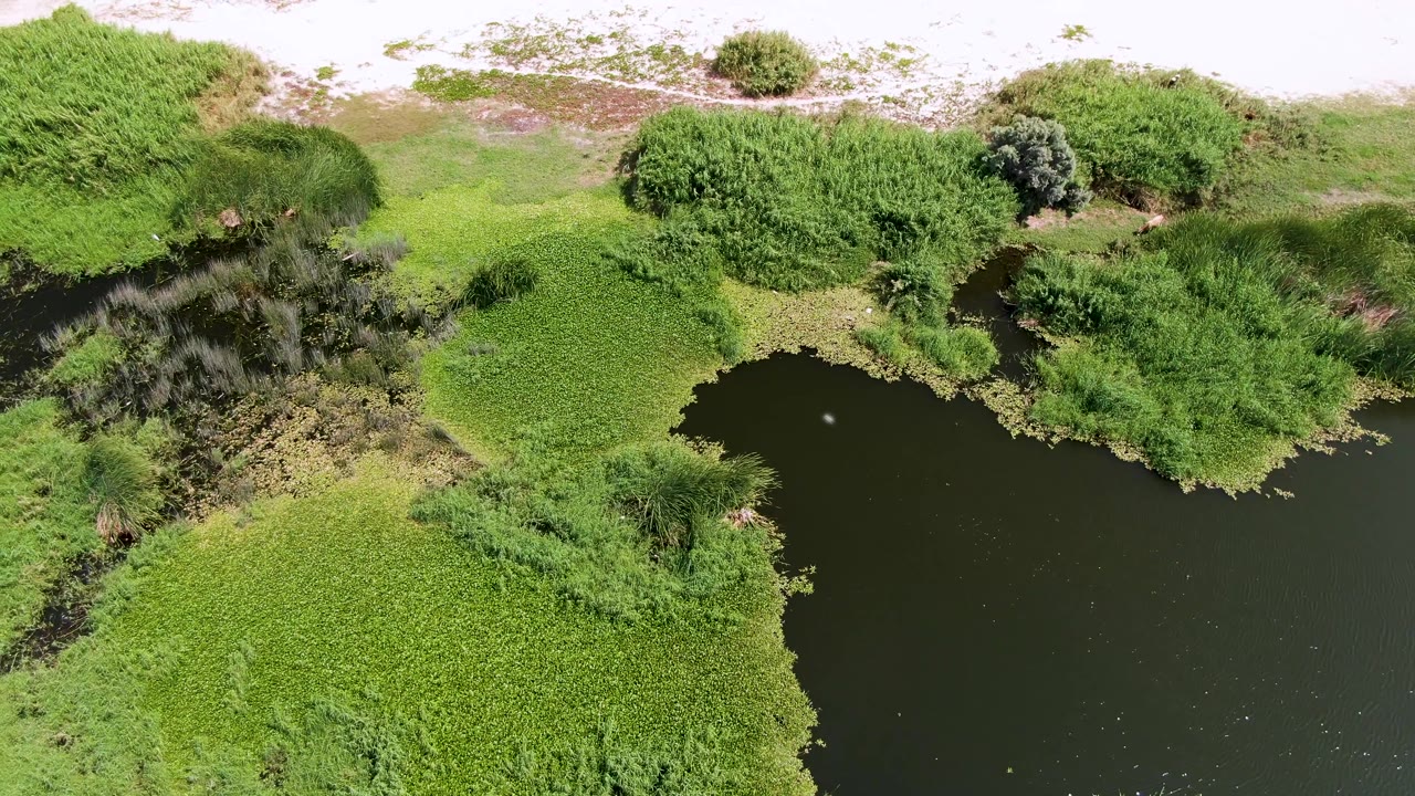 Overhead wetland with dark water bordered by dense green vegetation.