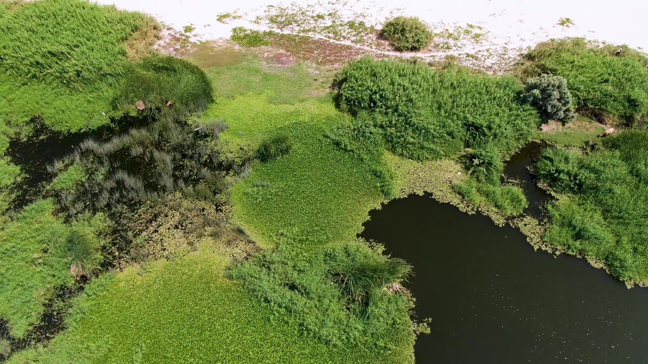 Top-down Puerto Los Cabos Beach wetland view showing a broad green vegetation mat beside dark water, reed shadows, low shrubs, pale dry terrain, and no visible people.