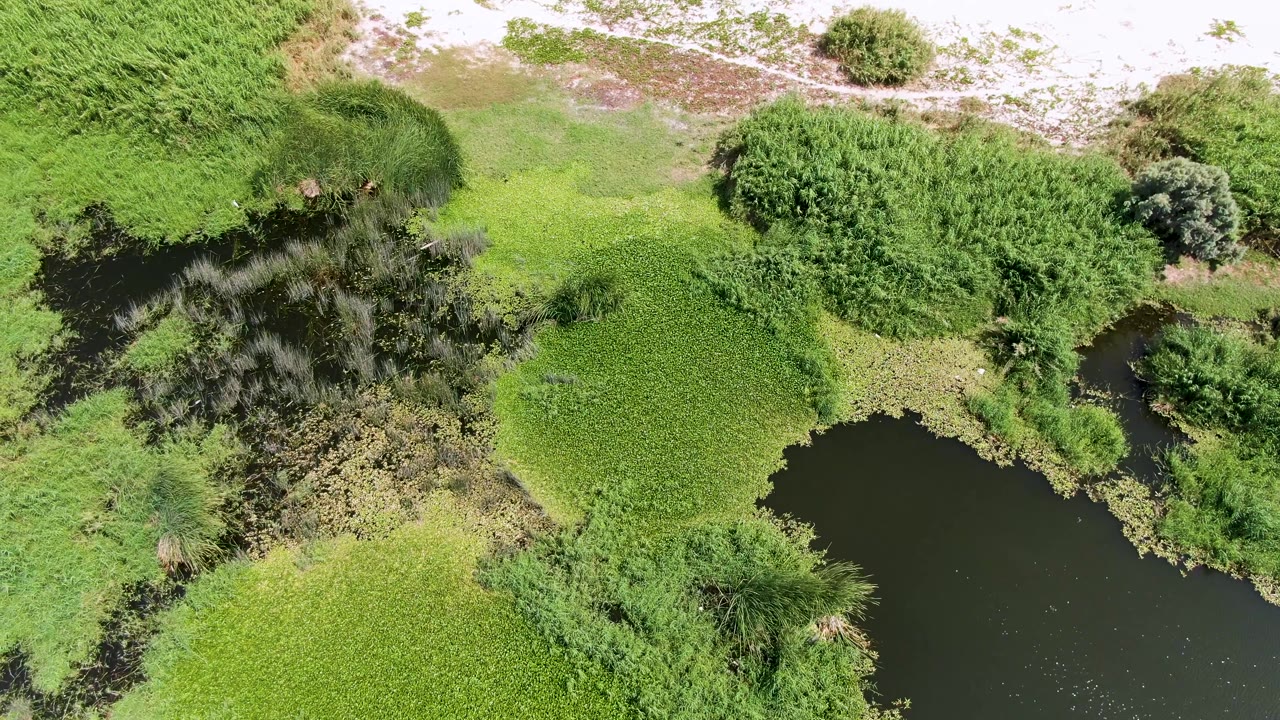 Overhead view in Puerto Los Cabos Beach of flooded wetland vegetation, with dark water at the lower right, thick grasses and shrubs through the center, pale ground above, and no visible people.