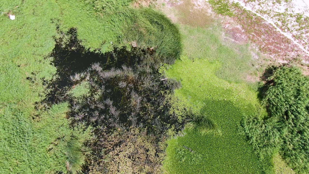 Puerto Los Cabos Beach wetland seen from above, with irregular dark water, reed clusters, a sandy upper edge, and no visible people.