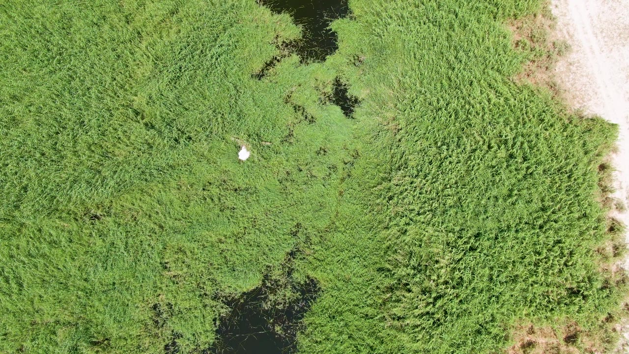 At 0:01, the Puerto Los Cabos Beach wetland remains framed from above, with the white bird slightly farther across the grass, dark pond shapes near the upper edge, pale sand on the right, and no visible people.