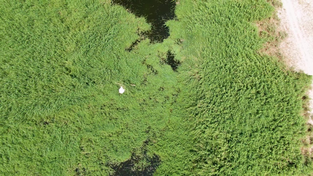 At 0:03, the aerial view of Puerto Los Cabos Beach marsh shows the white bird lower in the grass field, dark water near the bottom edge, thick vegetation, a pale sandy strip to the right, and no visible people.