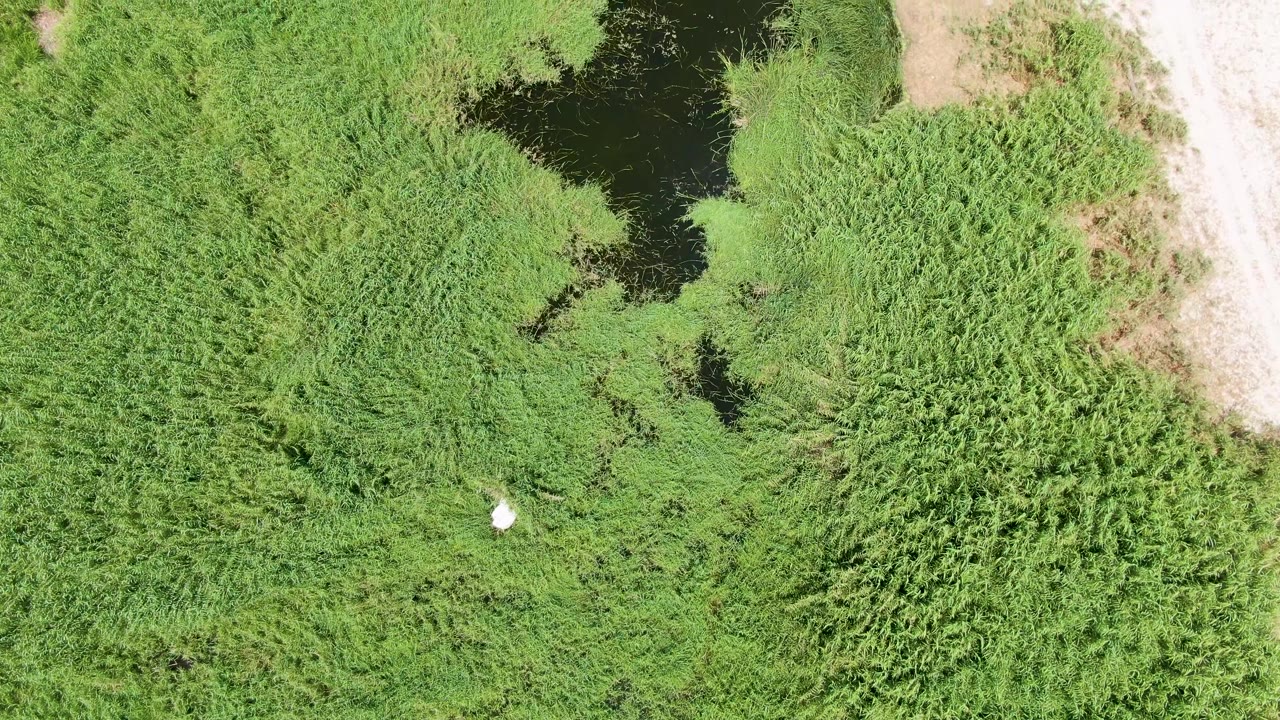 Overhead view of Puerto Los Cabos Beach marsh vegetation with dark water near the top edge, a pale dirt path at right, a small white bird over the green reeds, and no visible people.