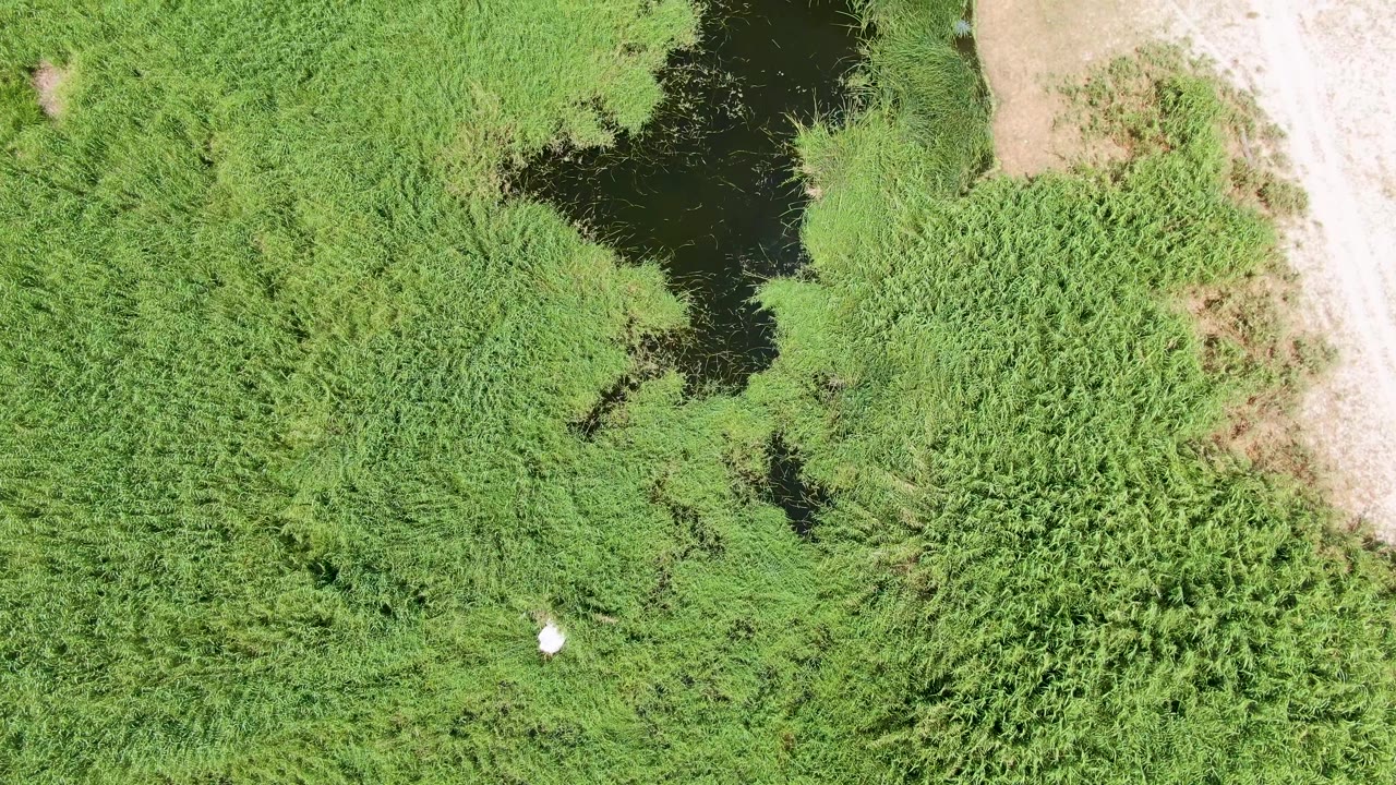 Aerial frame over Puerto Los Cabos Beach wetland showing thick green vegetation around a dark water channel, the dirt path along the right side, and no visible people.