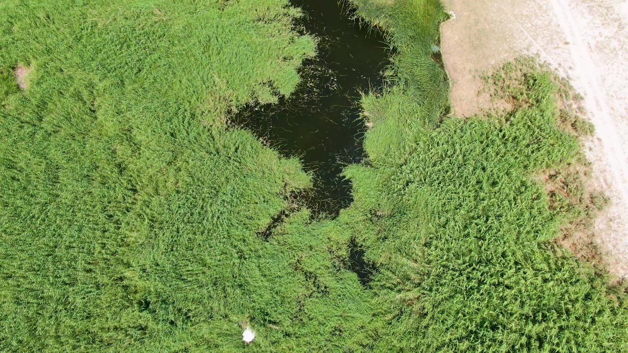 Puerto Los Cabos Beach wetland seen from above with a white bird lower in the frame, dark water set into the reeds, pale dirt path at the right edge, and no visible people.