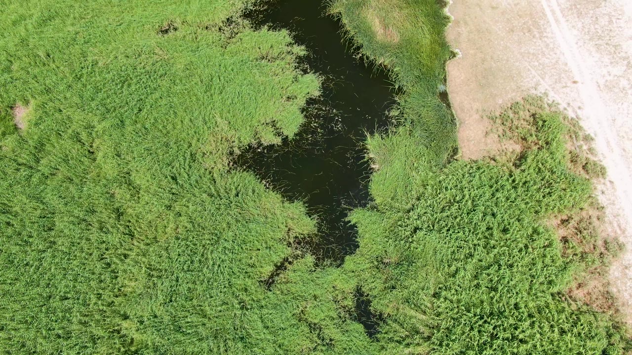 Overhead view of dark marsh water bordered by green reeds and dirt path.